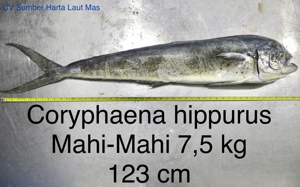 Mahi mahi